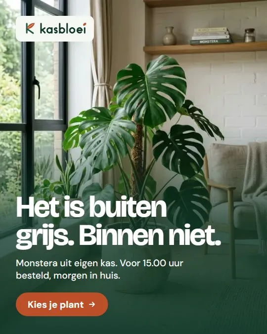 Advertentie van Kasbloei: Het is buiten grijs. Binnen niet. Een Monstera bij het raam.