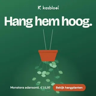 Advertentie van Kasbloei: Hang hem hoog. Een hangplant in een terracotta pot op groen.