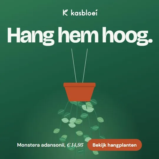 Advertentie van Kasbloei: Hang hem hoog. Een hangplant in een terracotta pot op groen.