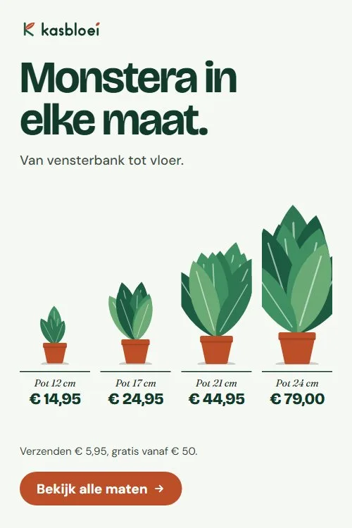 Advertentie van Kasbloei: Monstera in elke maat, met vier potten en hun prijs.