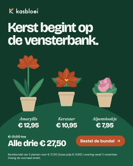 Advertentie van Kasbloei: Kerst begint op de vensterbank. Drie kerstplanten als bundel.
